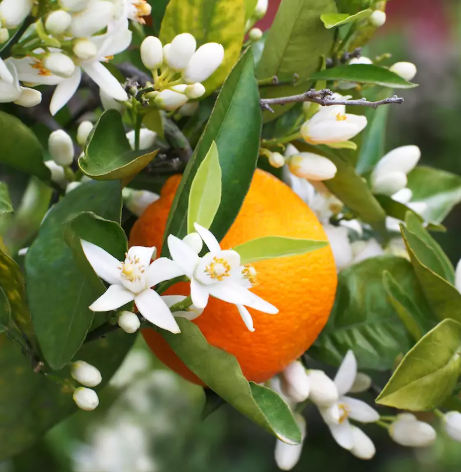 Orange Blossom